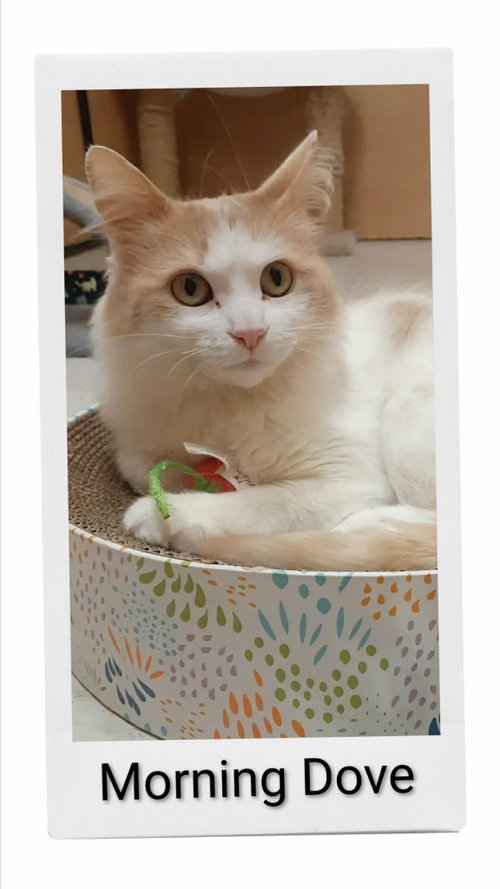 Morning Dove, an adoptable Domestic Medium Hair in Dunnville, ON