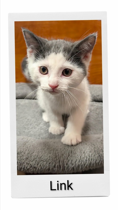 Link, an adoptable Domestic Short Hair in Dunnville, ON