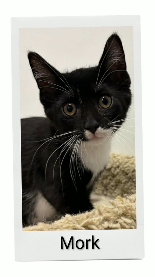 Mork, an adoptable Domestic Short Hair in Dunnville, ON