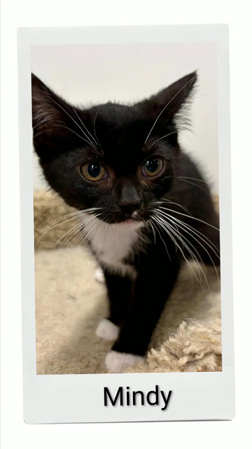 Mindy, an adoptable Domestic Short Hair in Dunnville, ON