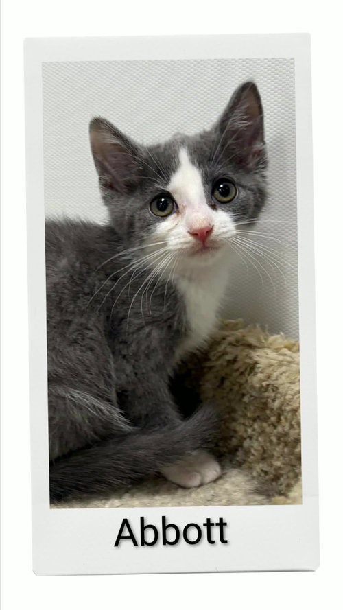 Abbott, an adoptable Domestic Short Hair in Dunnville, ON