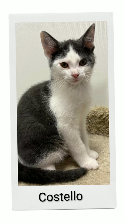 Costello, an adoptable Domestic Short Hair in Dunnville, ON