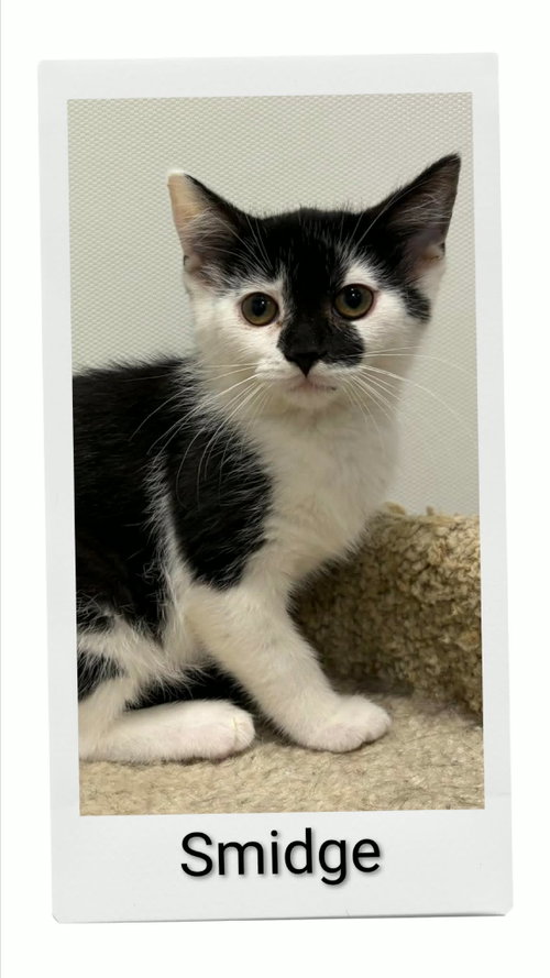 Smidge, an adoptable Domestic Short Hair in Dunnville, ON