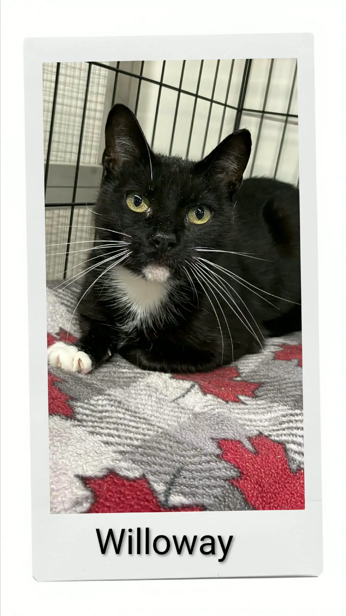 Willoway - Domestic Short Hair