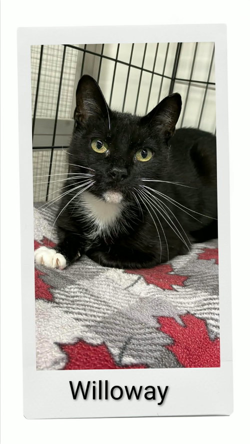 Willoway, a cat for adoption from Neveah's Charity of West Lincoln