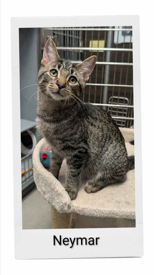 Neymar, a cat for adoption from Neveah's Charity of West Lincoln