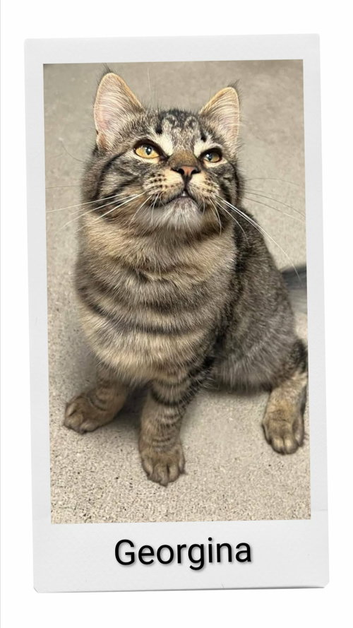 Georgina, a cat for adoption from Neveah's Charity of West Lincoln