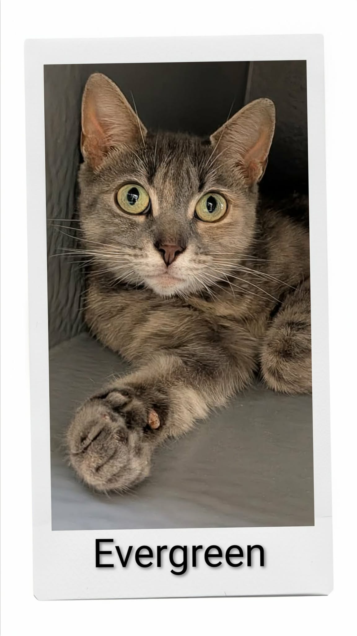Evergreen — adoptable pets Canada