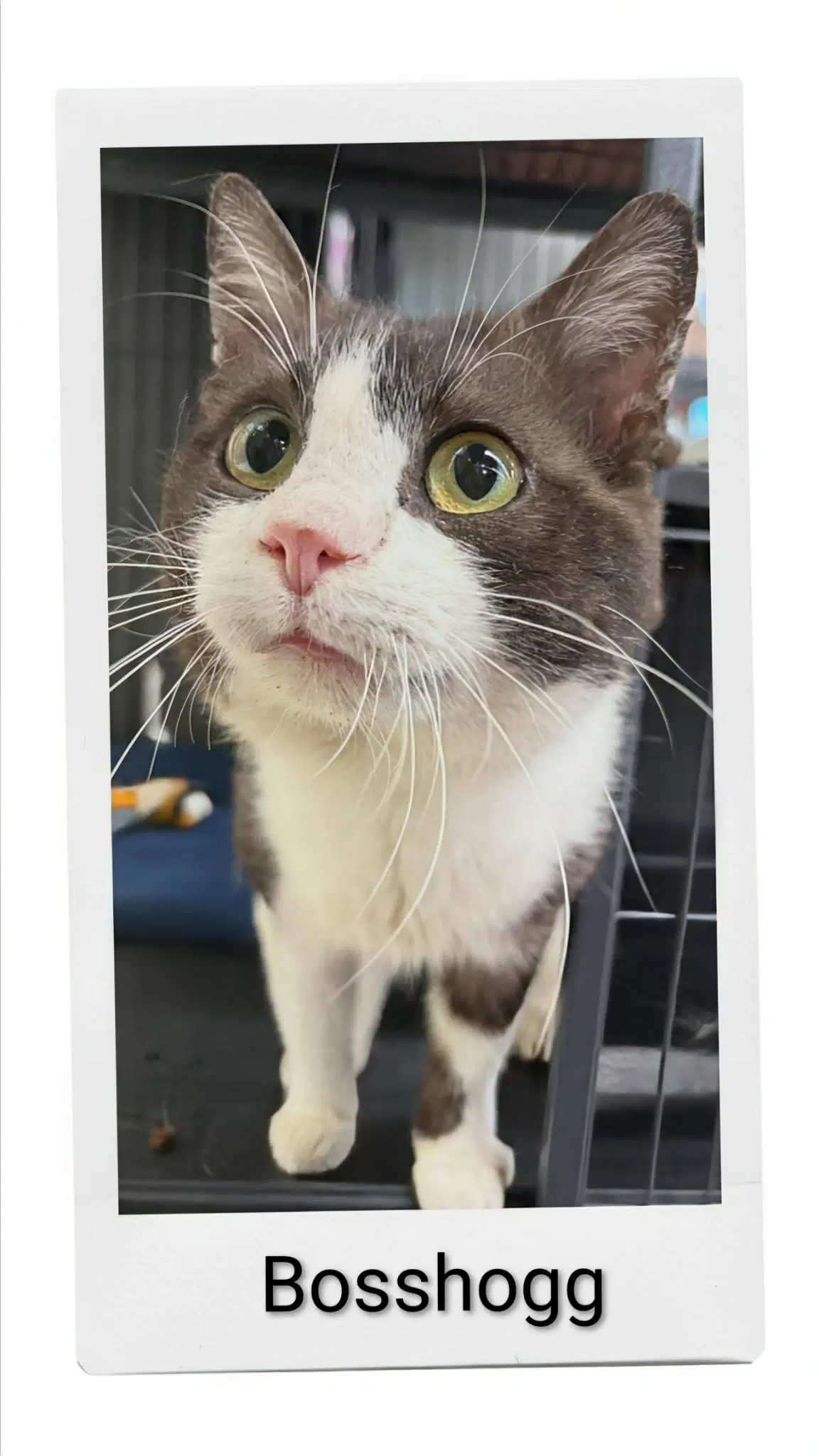 Boss Hogg - Domestic Short Hair