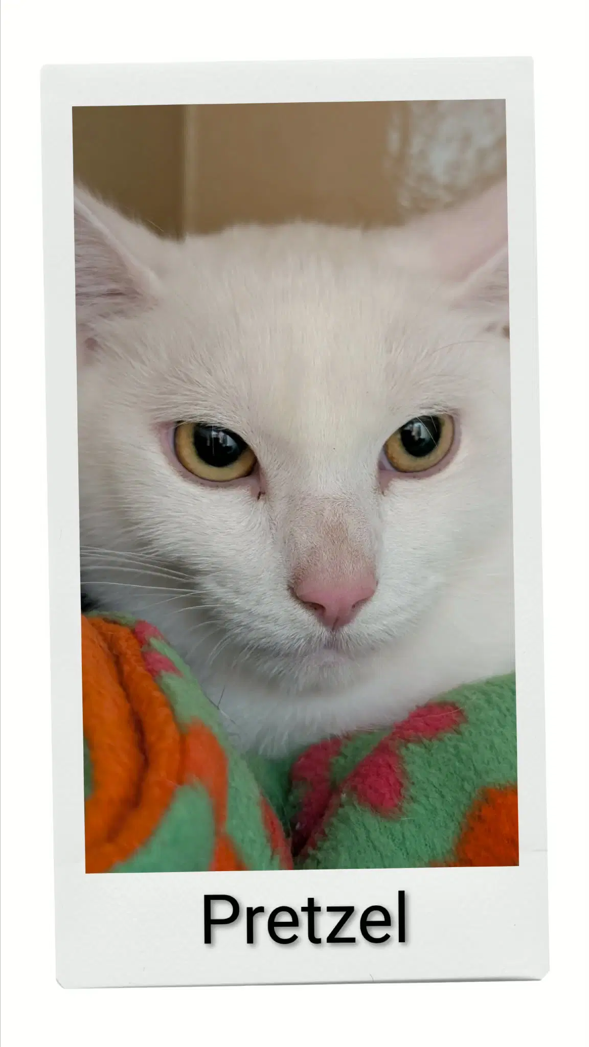 Pretzel - Domestic Short Hair