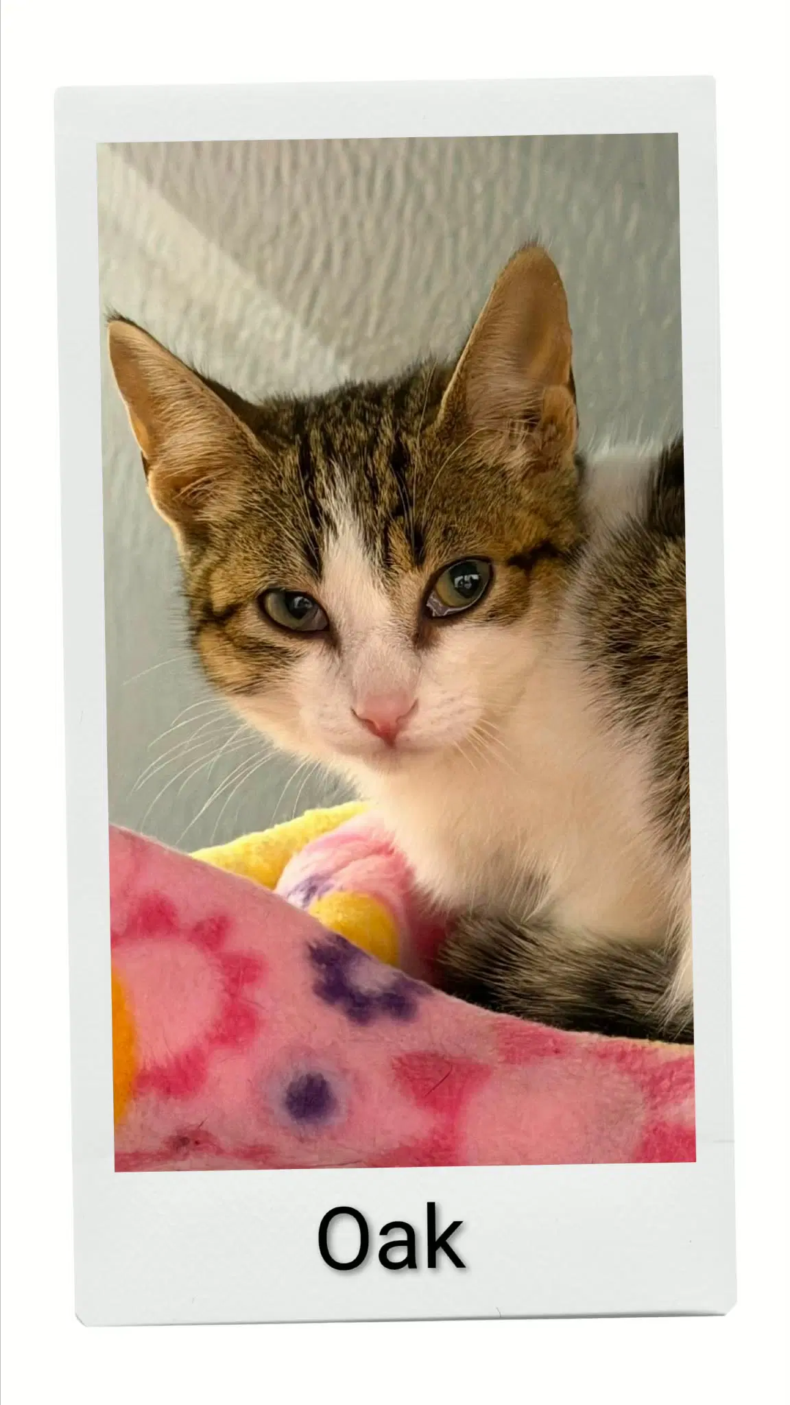 Oak - Domestic Short Hair