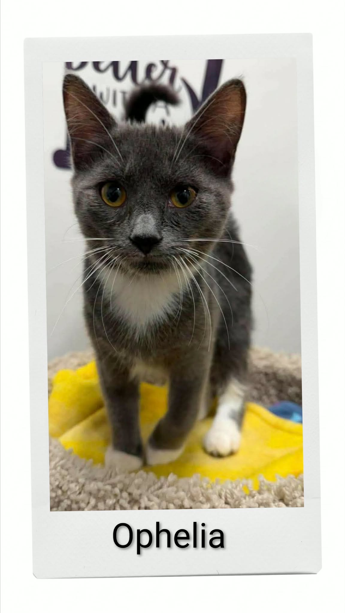 Ophelia — adoptable pets Canada