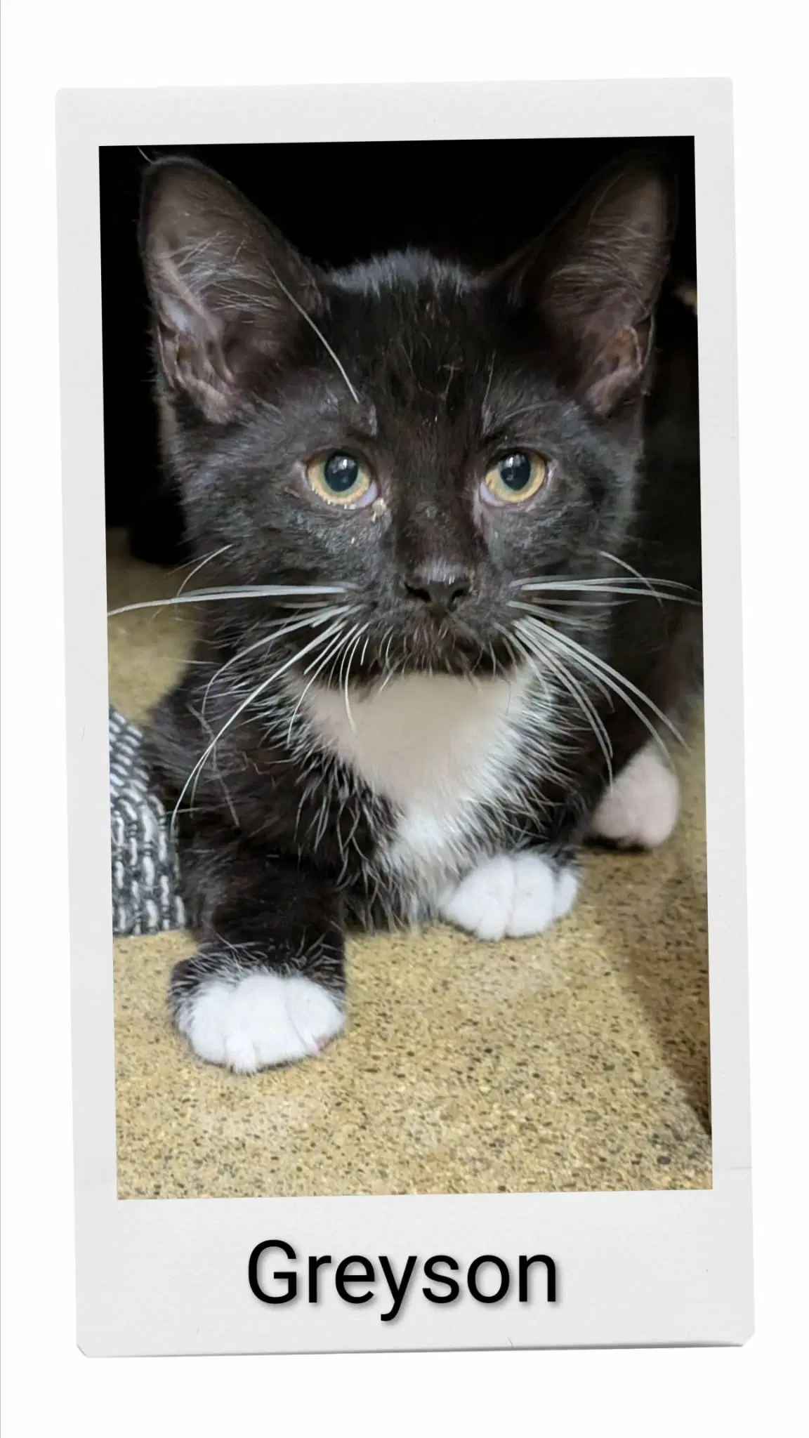 Greyson - Domestic Short Hair
