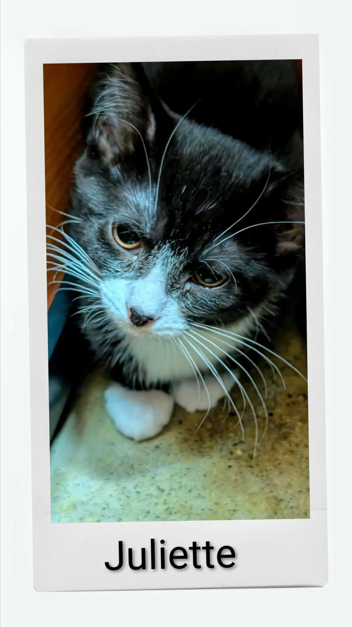 Juliette - Domestic Short Hair