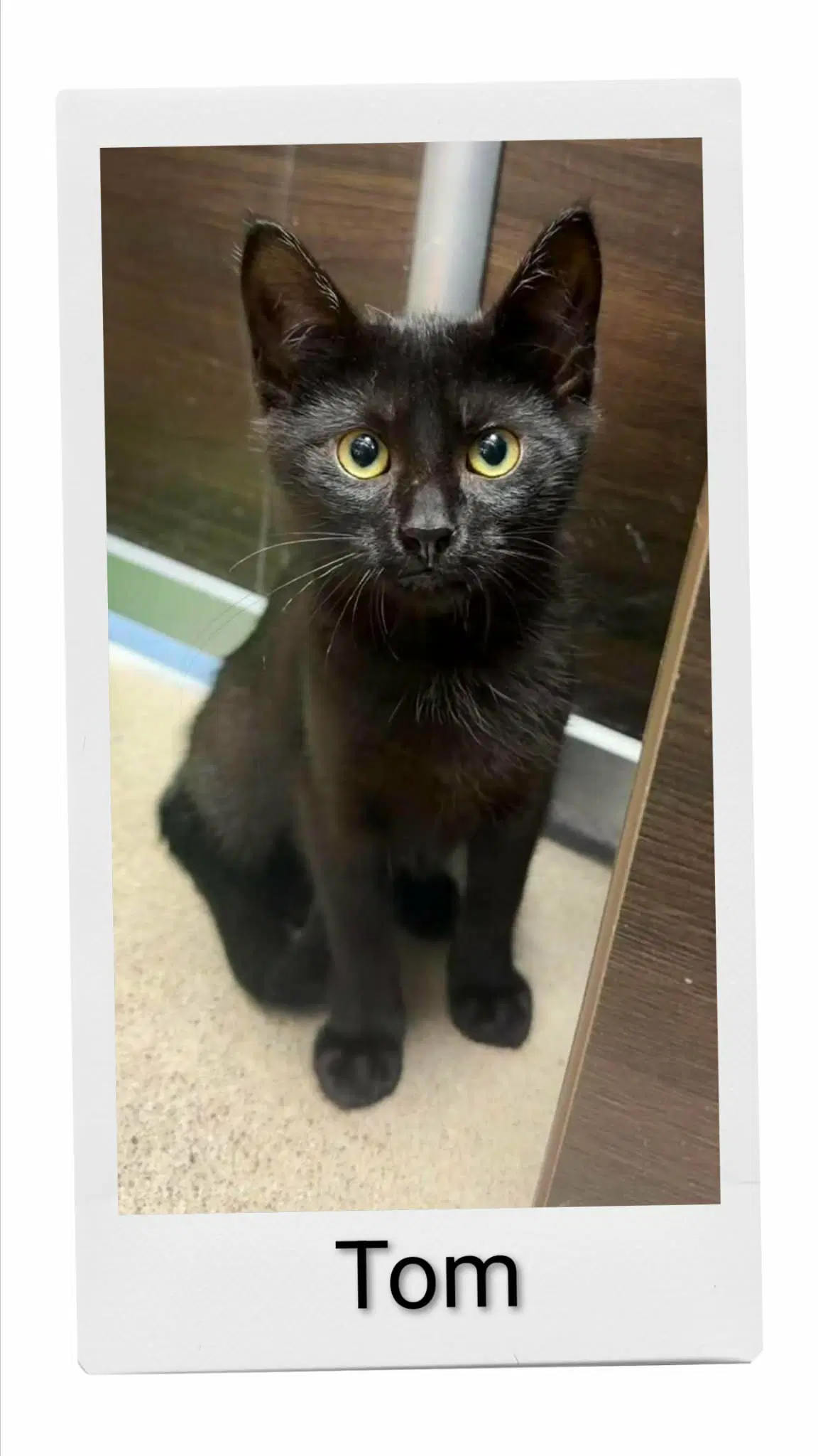 Tom - Domestic Short Hair