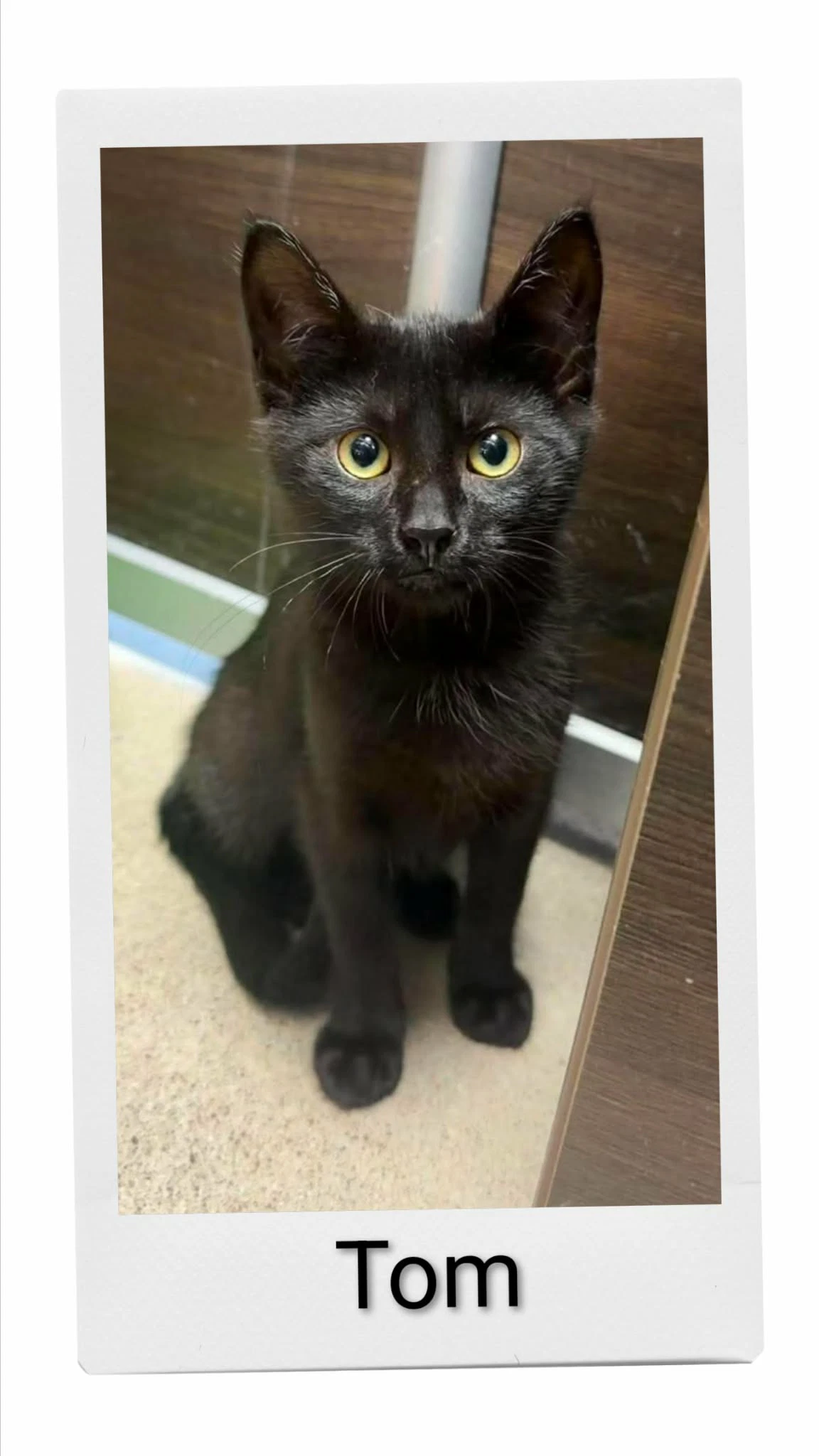 Tom