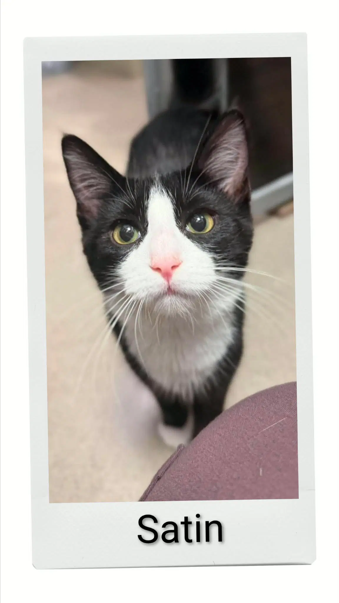 Satin - Domestic Short Hair
