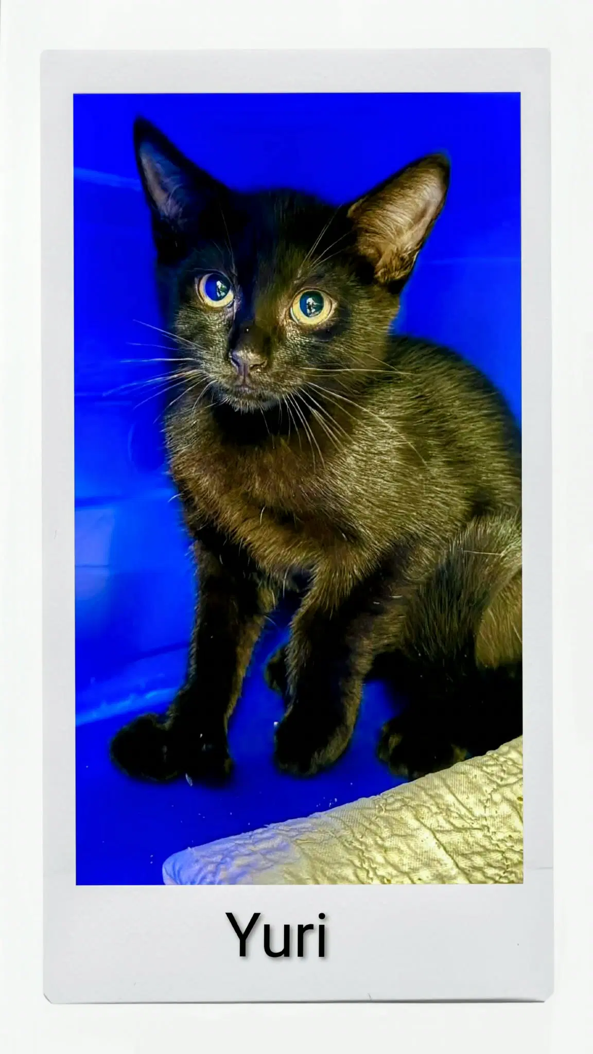Yuri - Domestic Short Hair