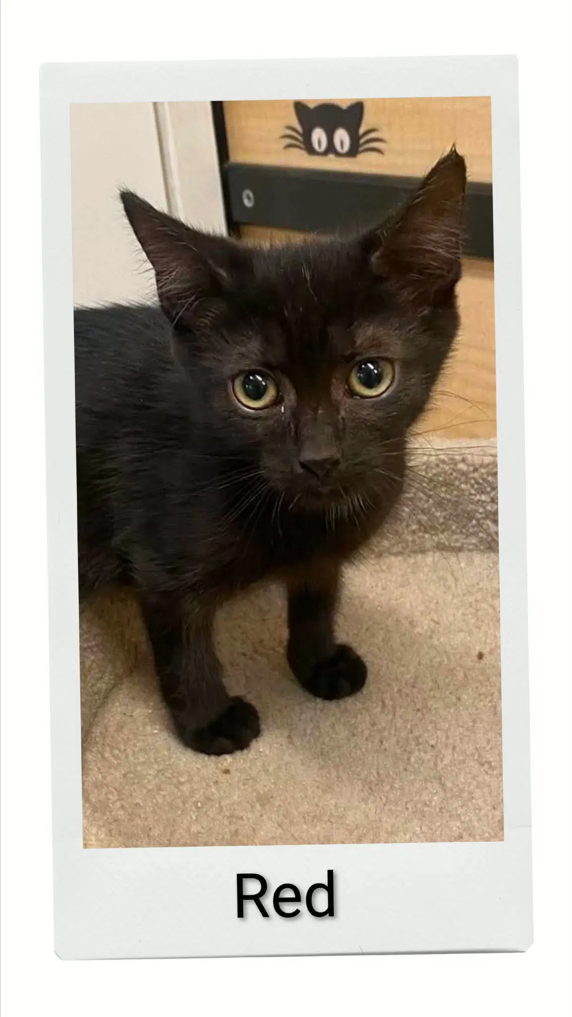 Red - Domestic Short Hair