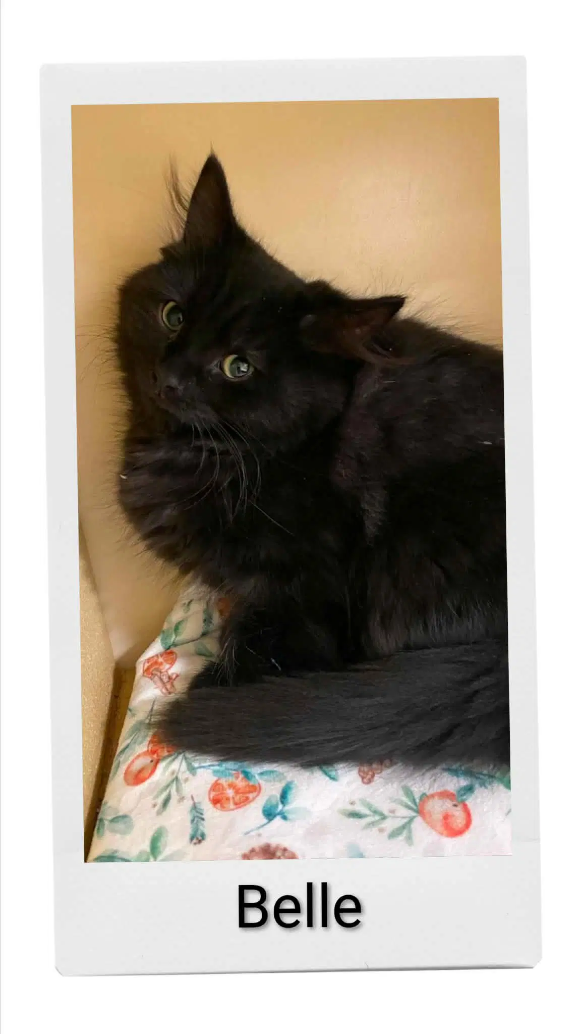 Belle - Domestic Medium Hair