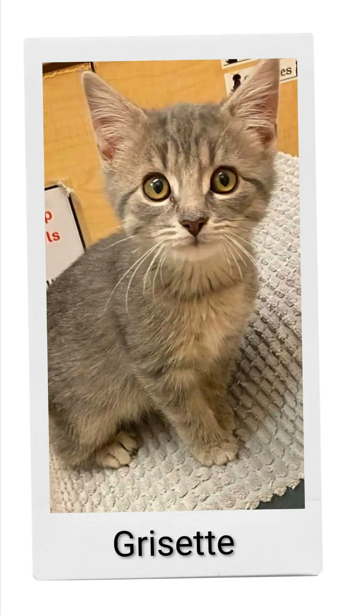 Grisette - Domestic Short Hair