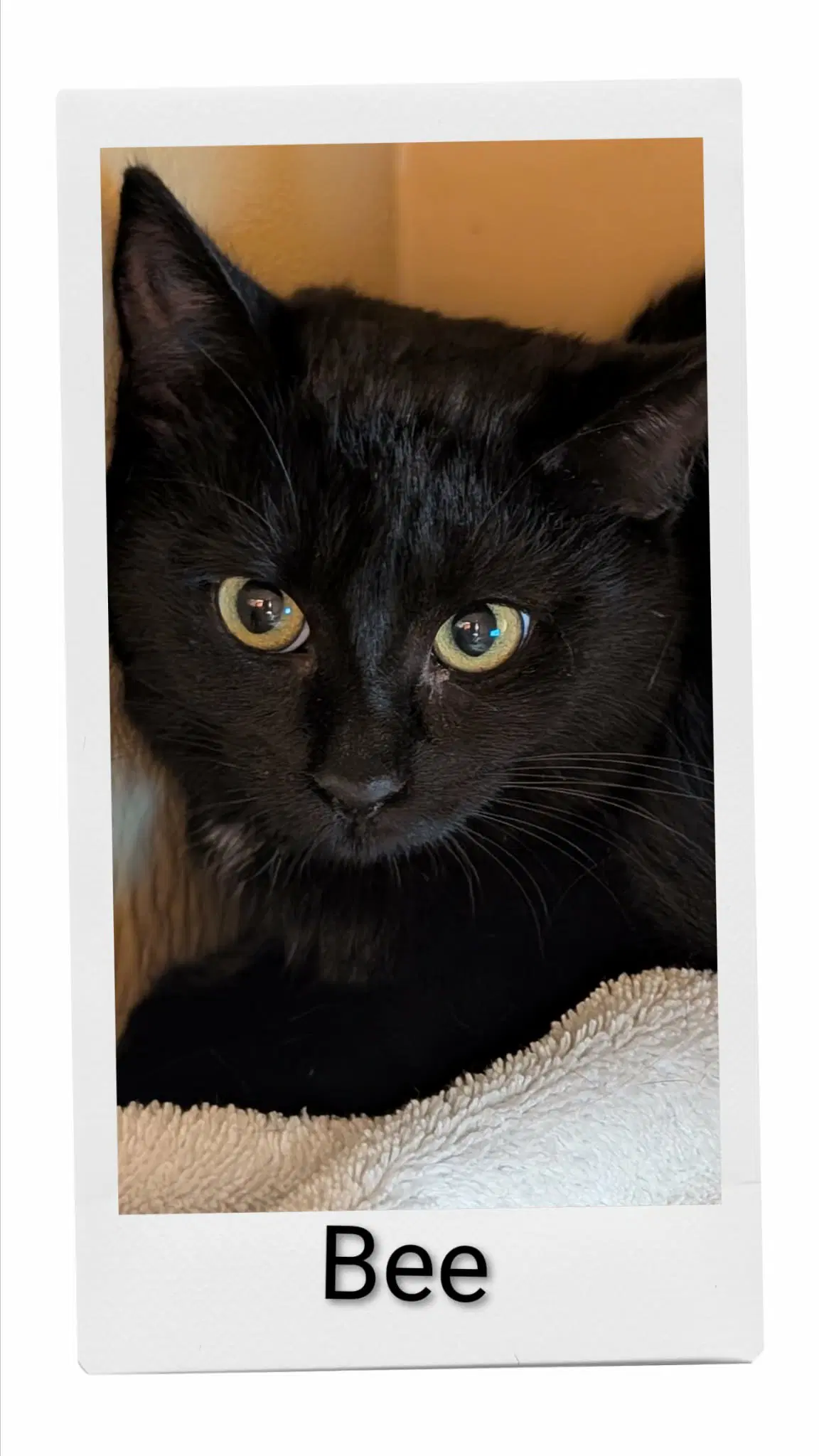 Bee - Domestic Short Hair