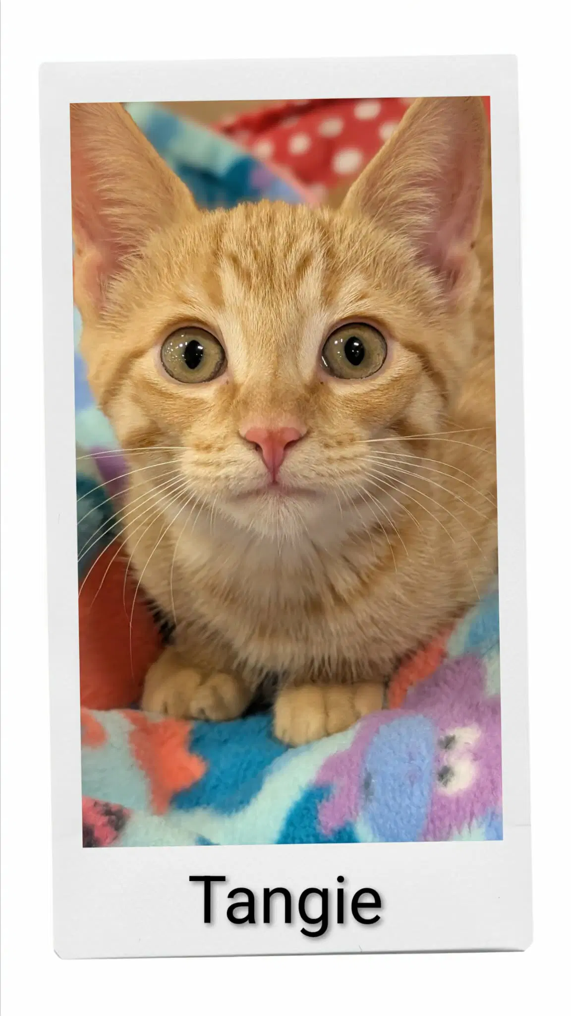 Tangie - Domestic Short Hair