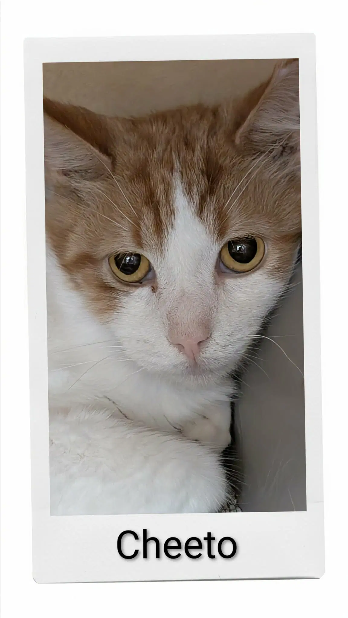 Cheeto - Domestic Short Hair