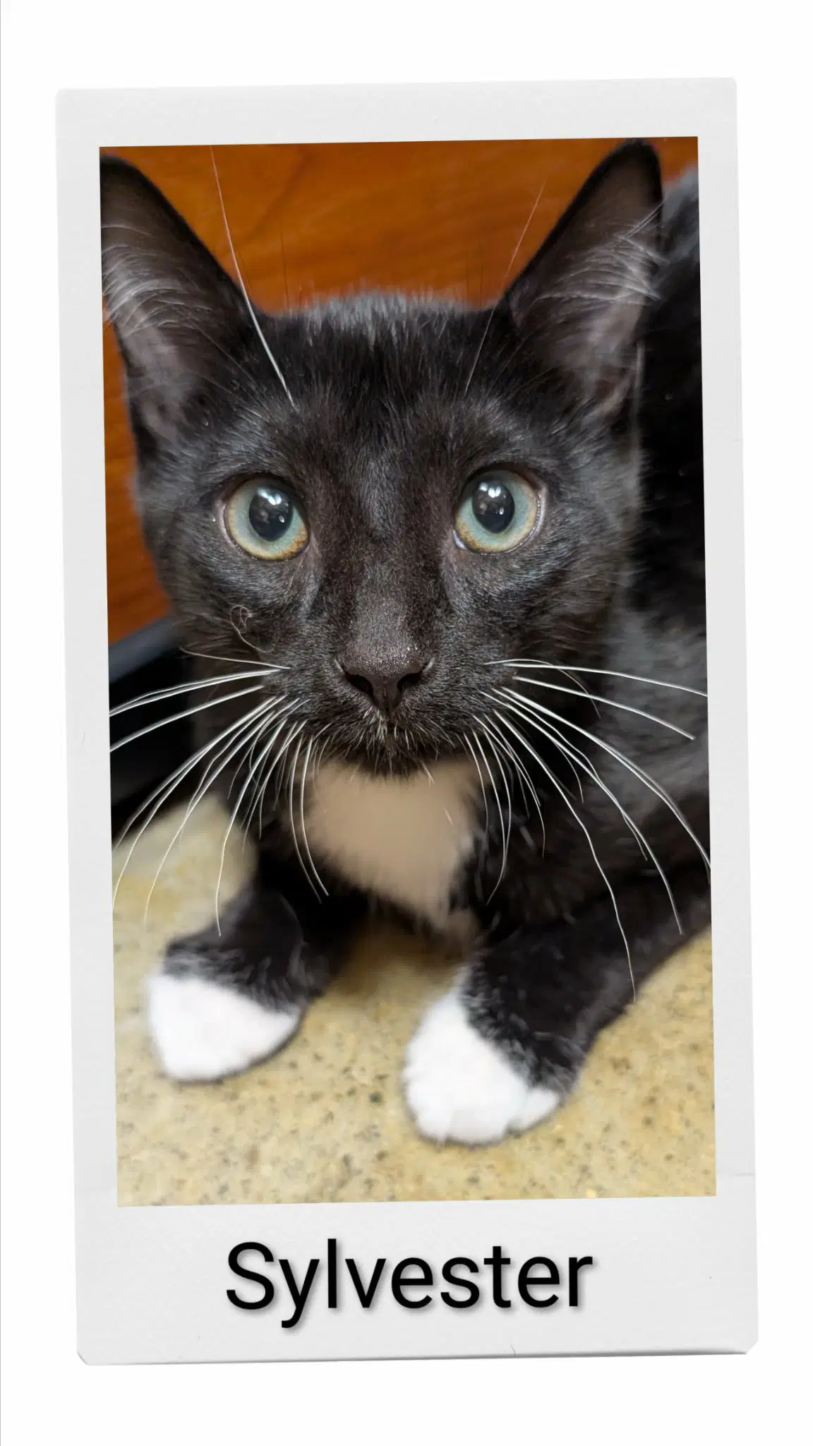 Sylvester - Domestic Short Hair