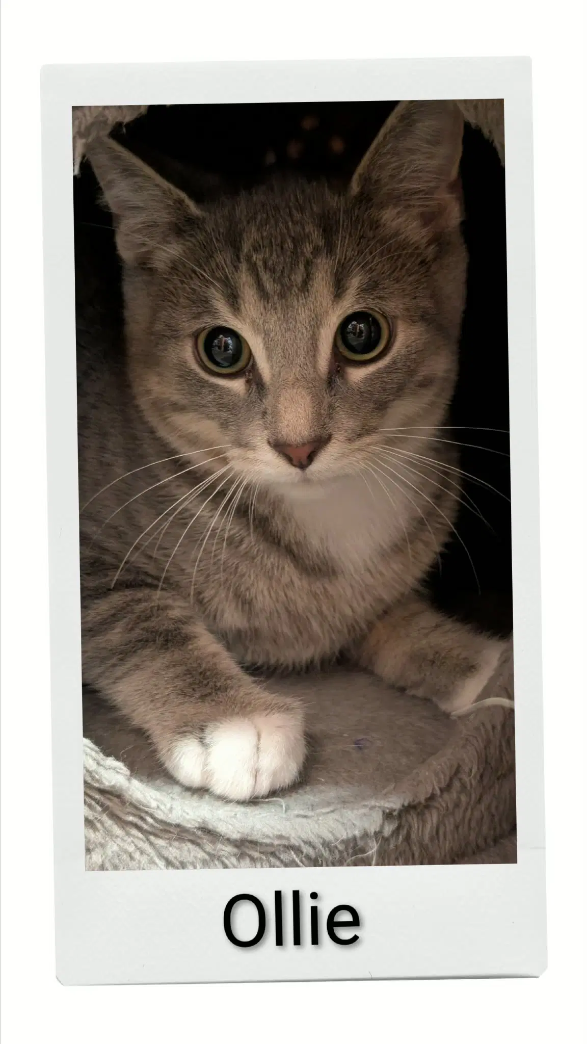 Ollie - Domestic Short Hair