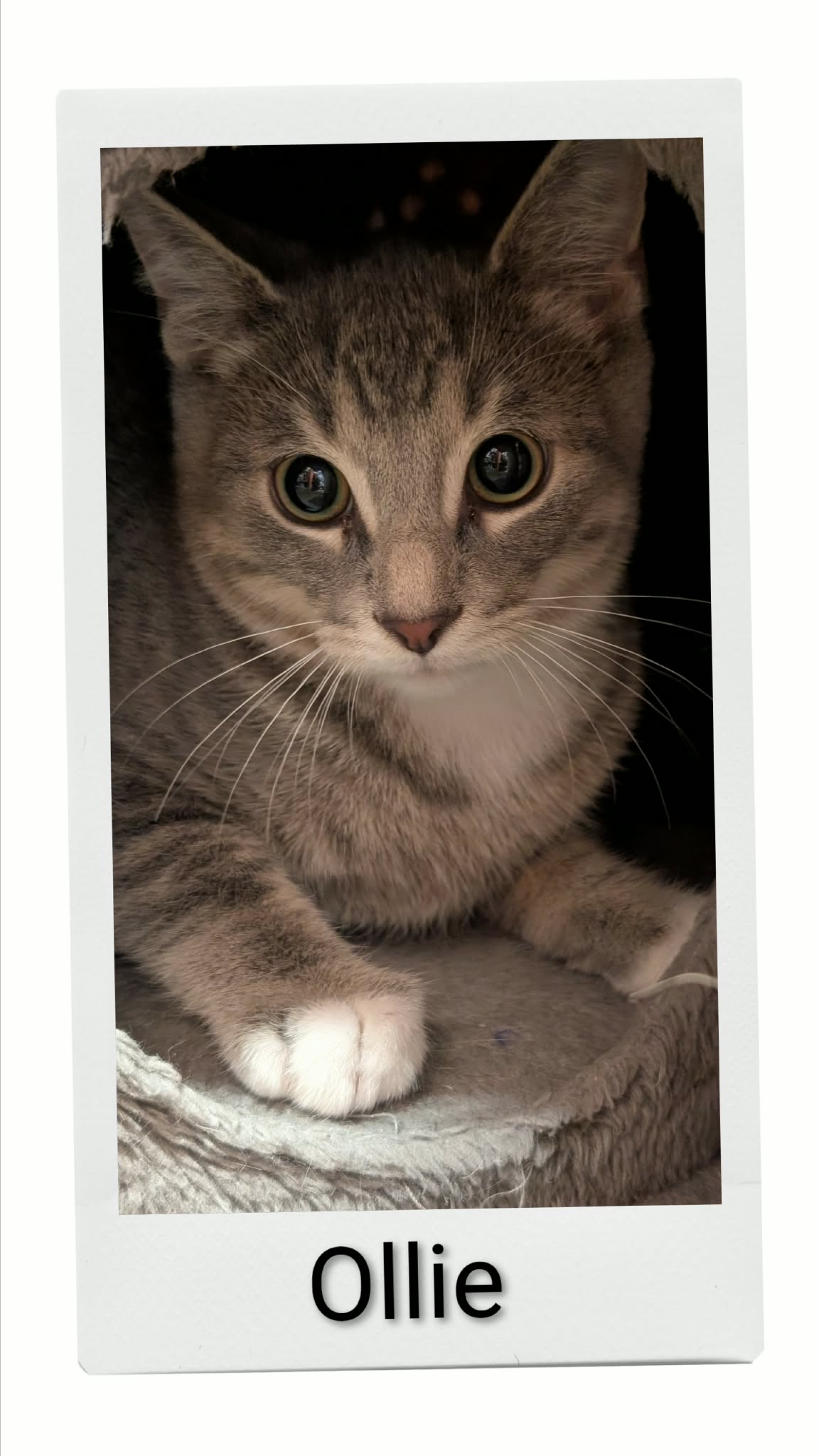 Ollie