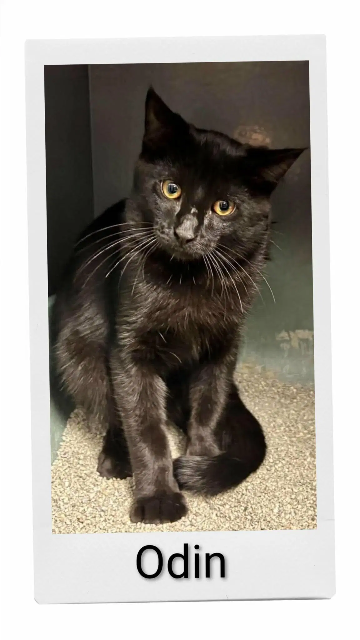 Odin - Domestic Short Hair