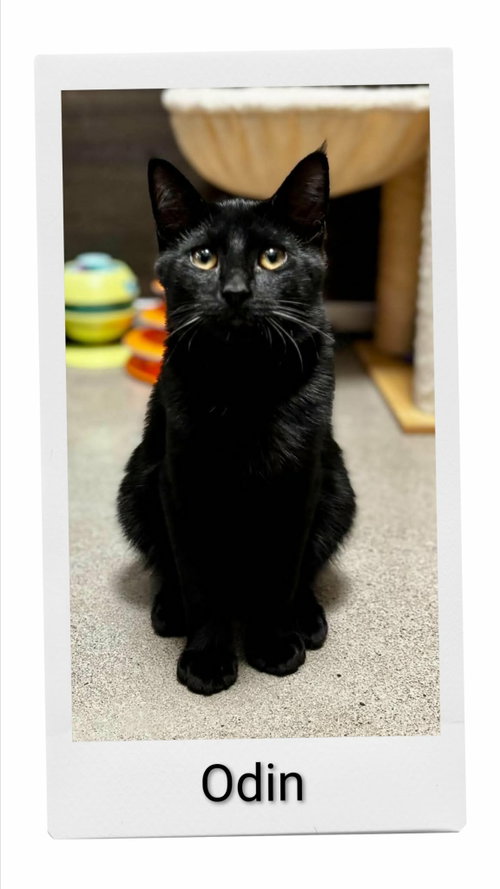 Odin, a cat for adoption from Neveah's Charity of West Lincoln