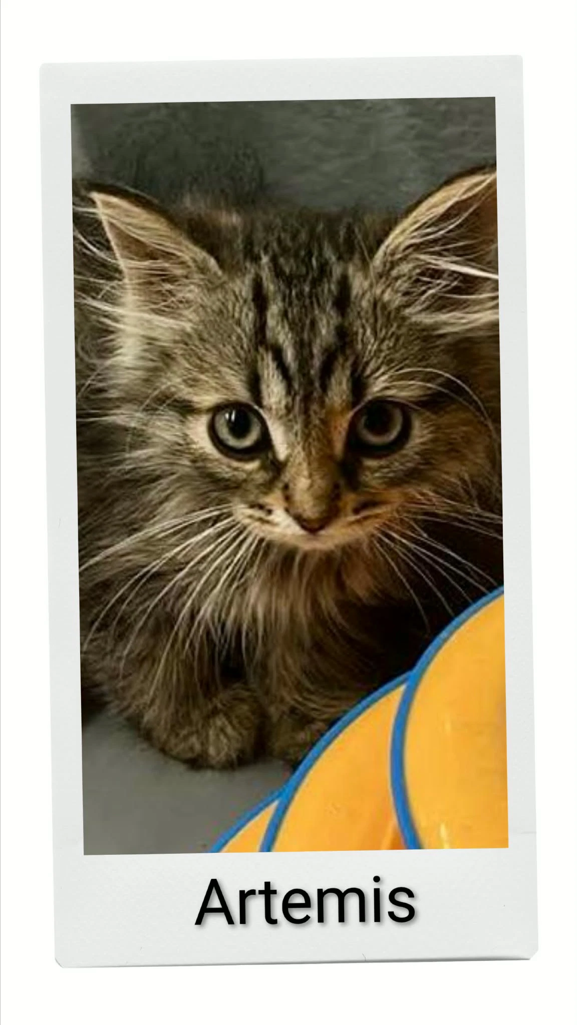 Artemis
