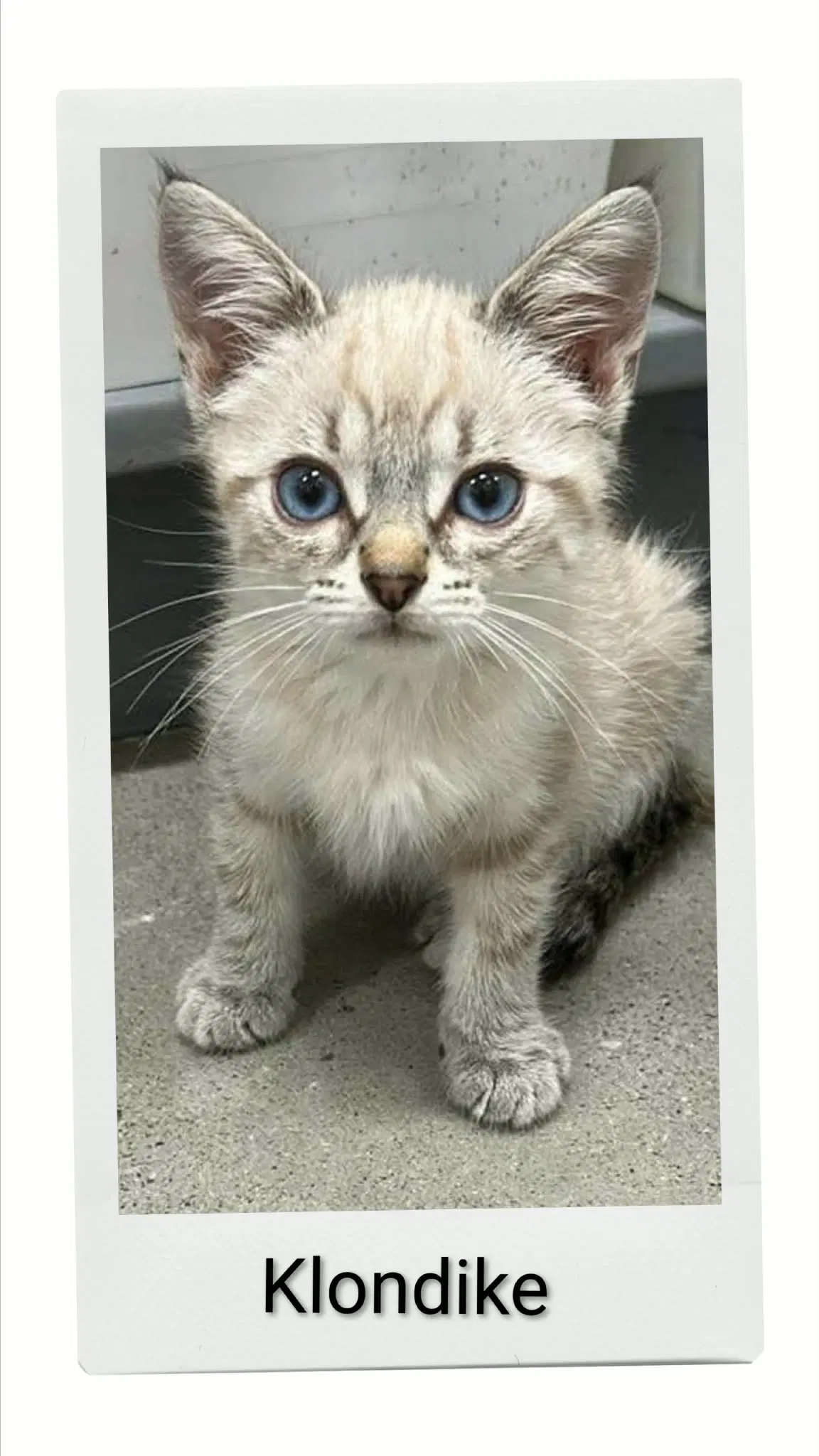 Klondike - Domestic Short Hair