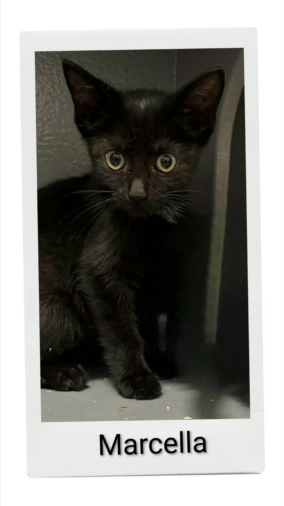Marcella - Domestic Short Hair