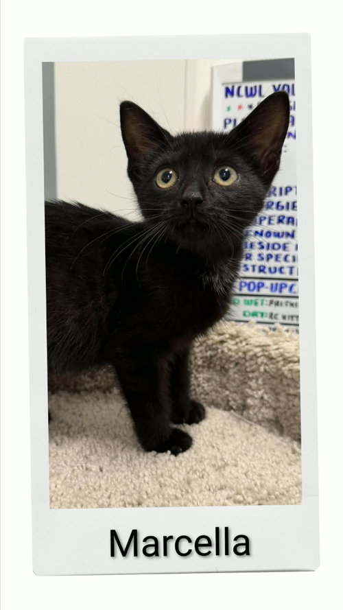 Marcella, a cat for adoption from Neveah's Charity of West Lincoln