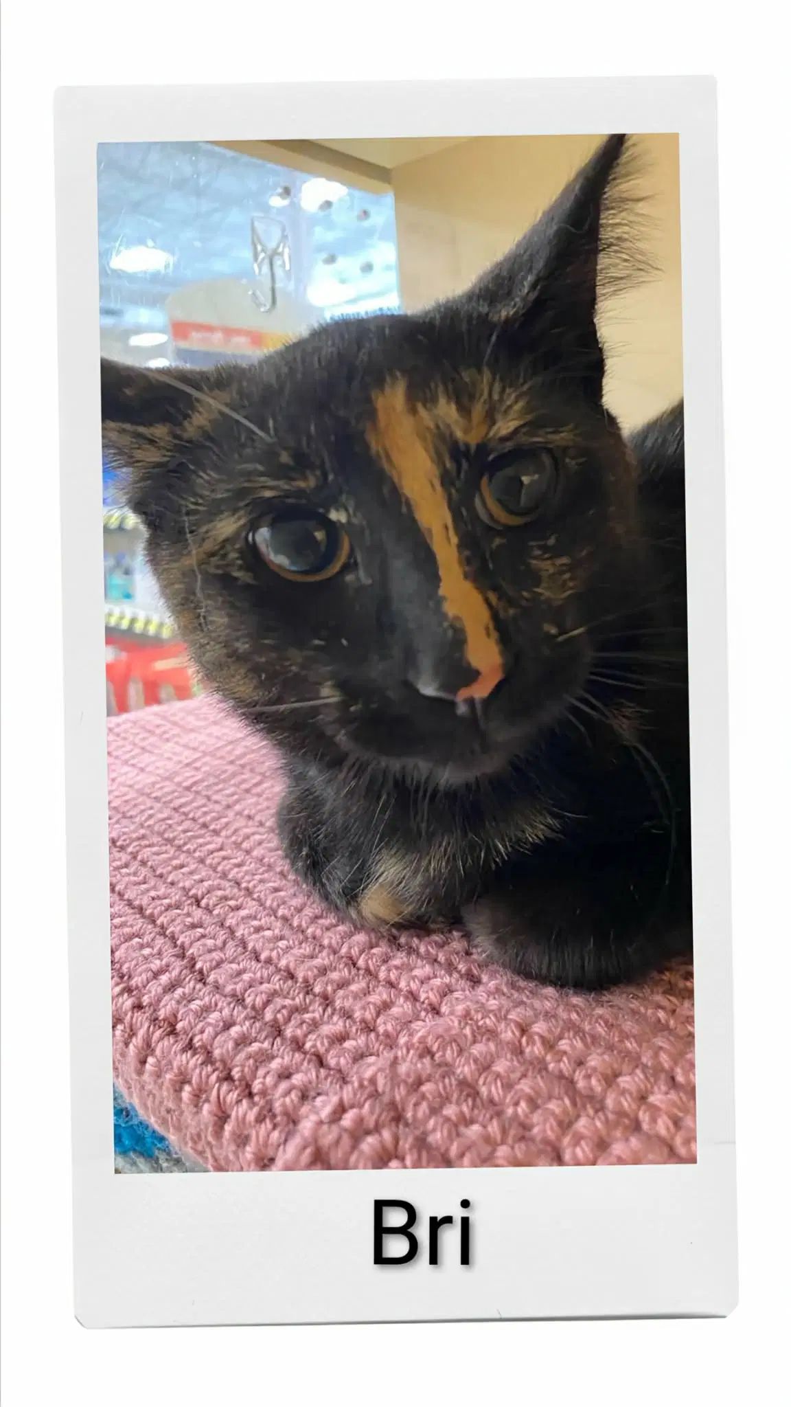 Bri - Domestic Short Hair