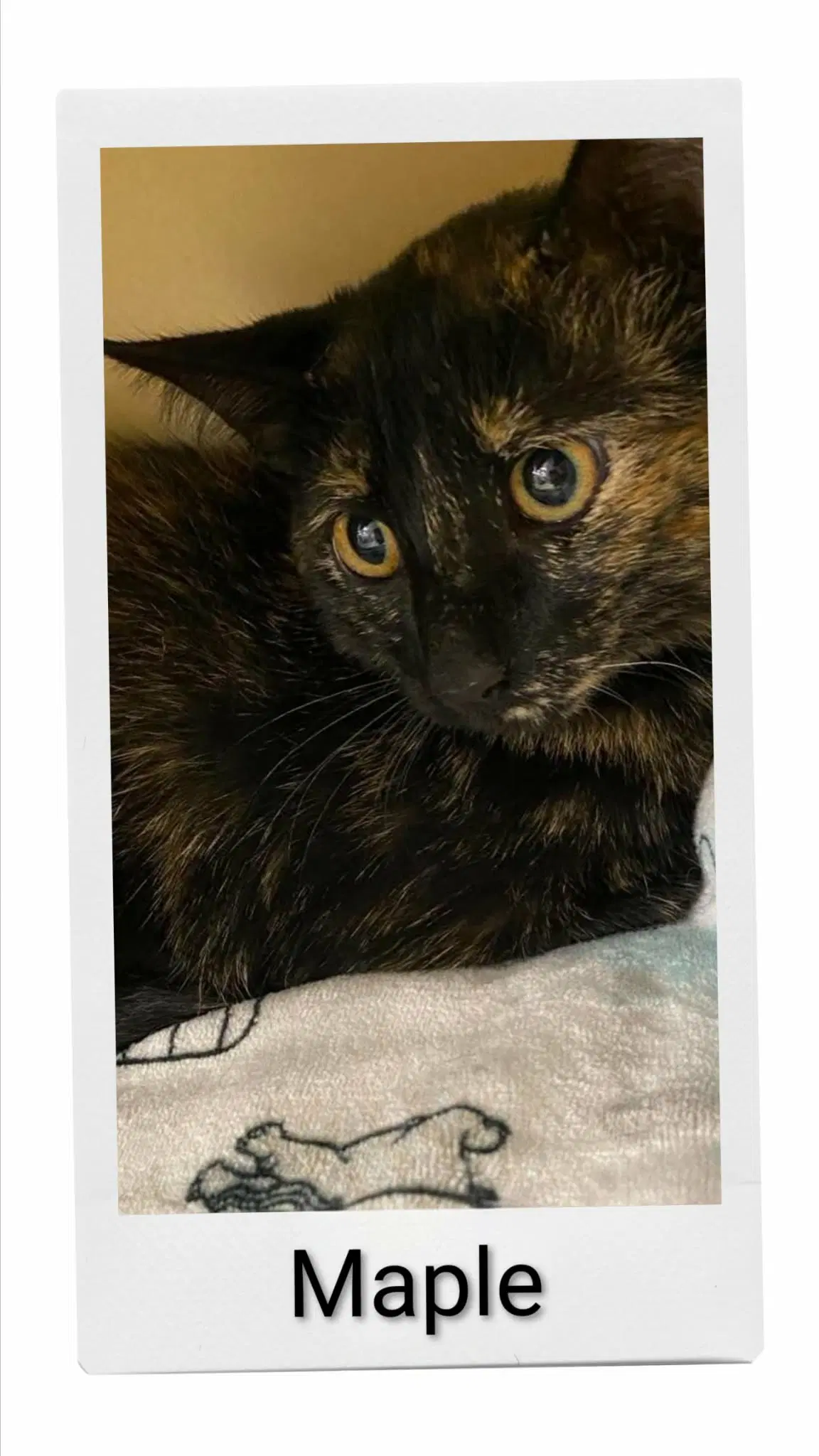 Maple - Domestic Short Hair