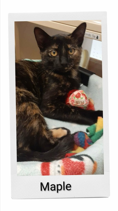 Maple, a cat for adoption from Neveah's Charity of West Lincoln
