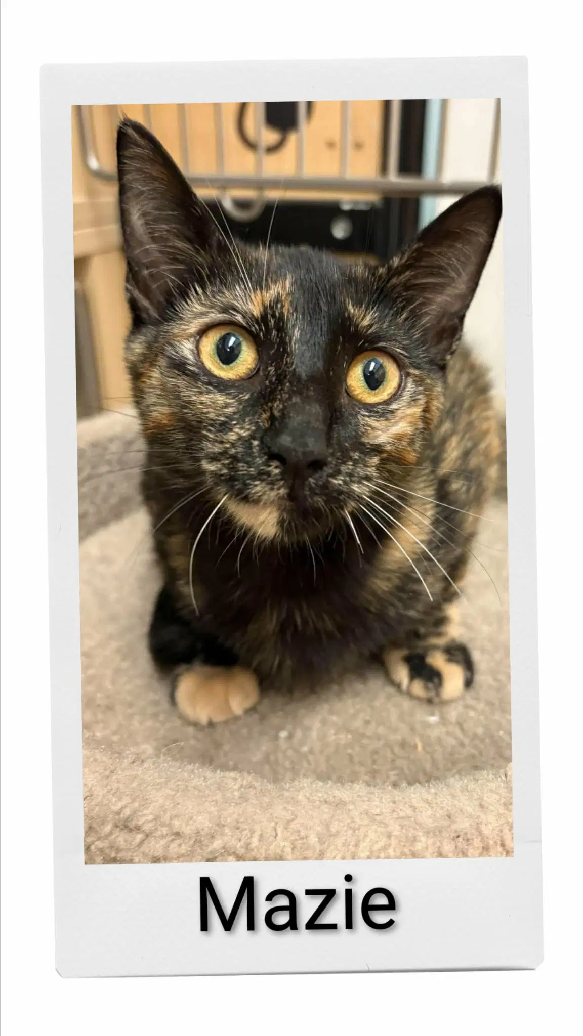 Mazie - Domestic Short Hair