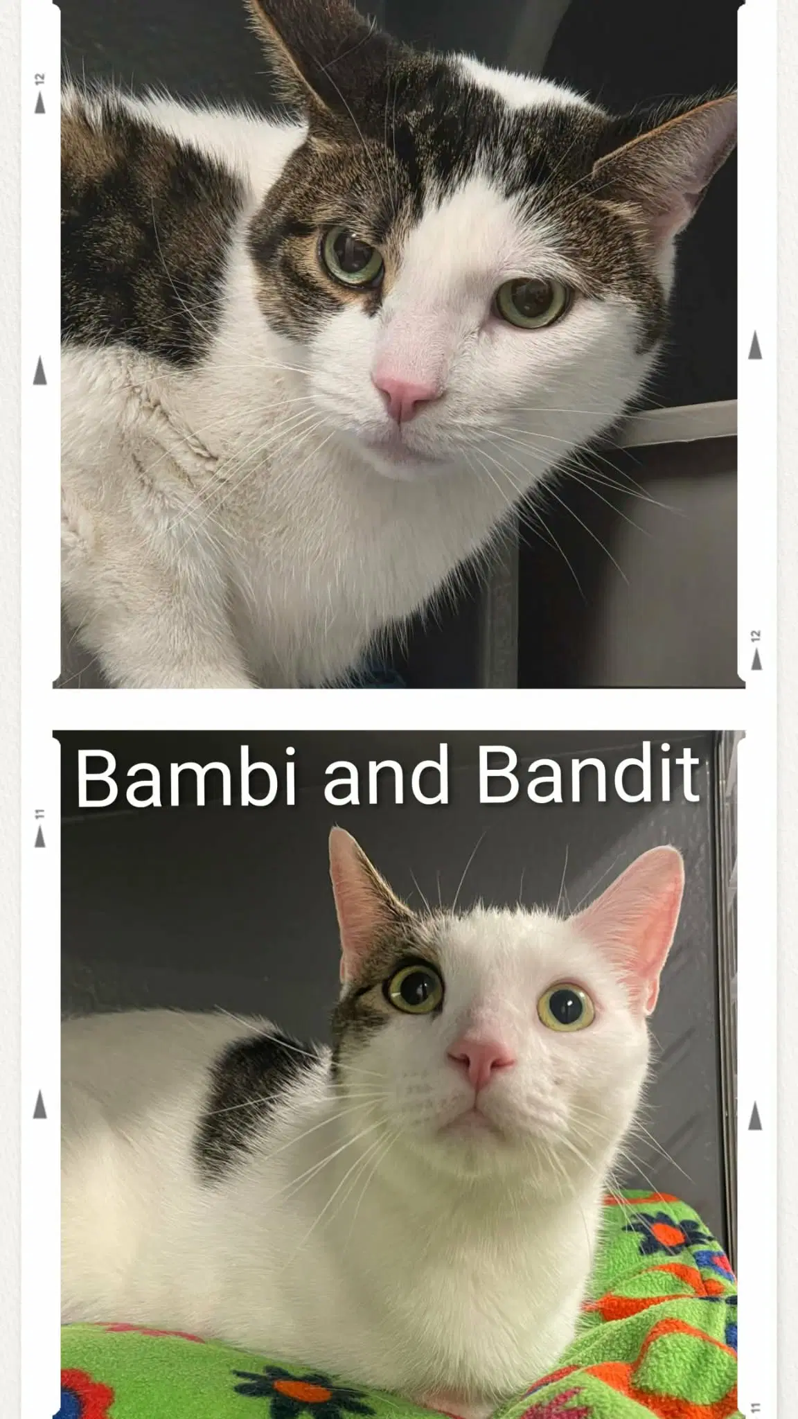 Bambi  Bandit - Domestic Short Hair