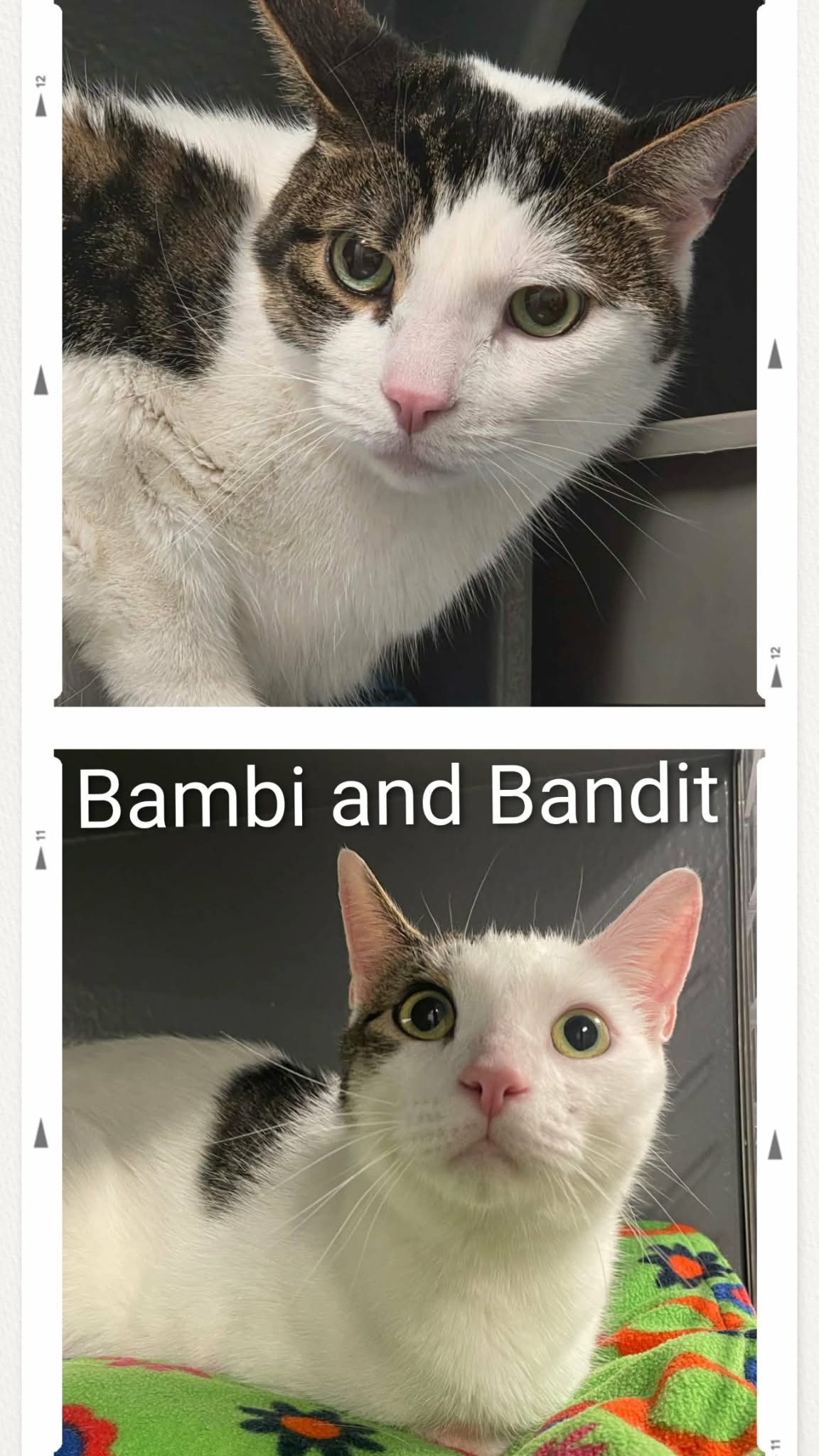 Bambi  Bandit