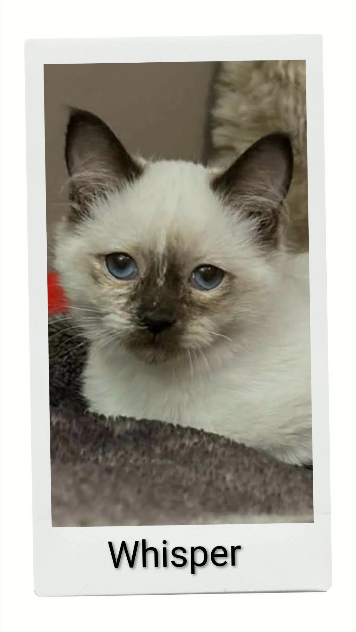 Whisper - Domestic Short Hair