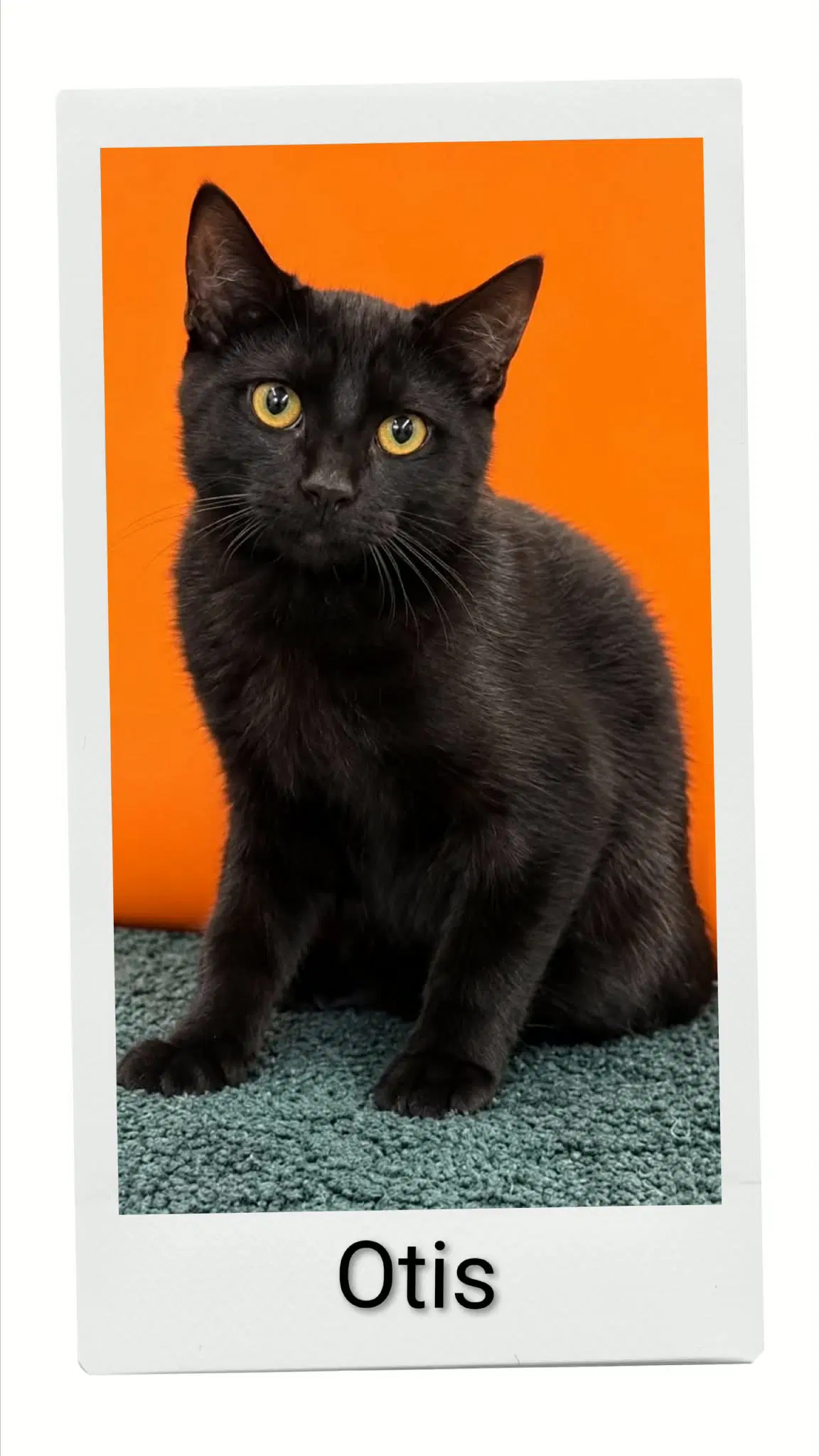 Otis - Domestic Short Hair