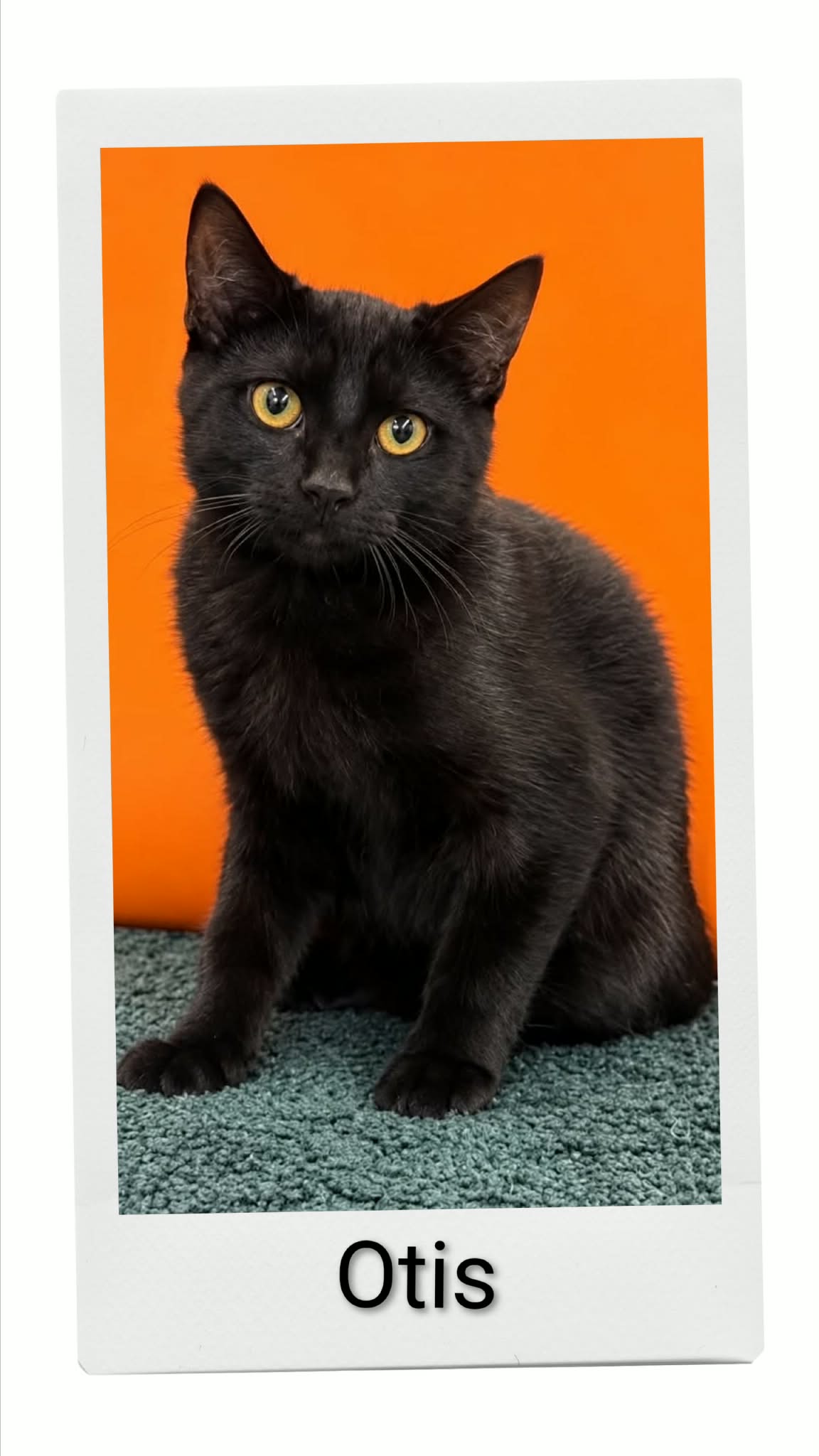 Otis