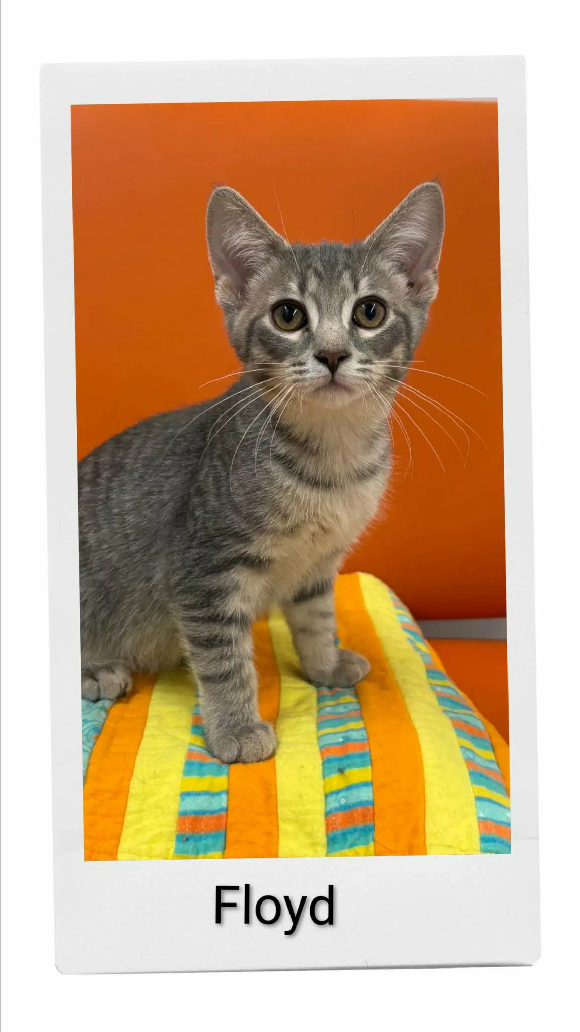 Floyd - Domestic Short Hair