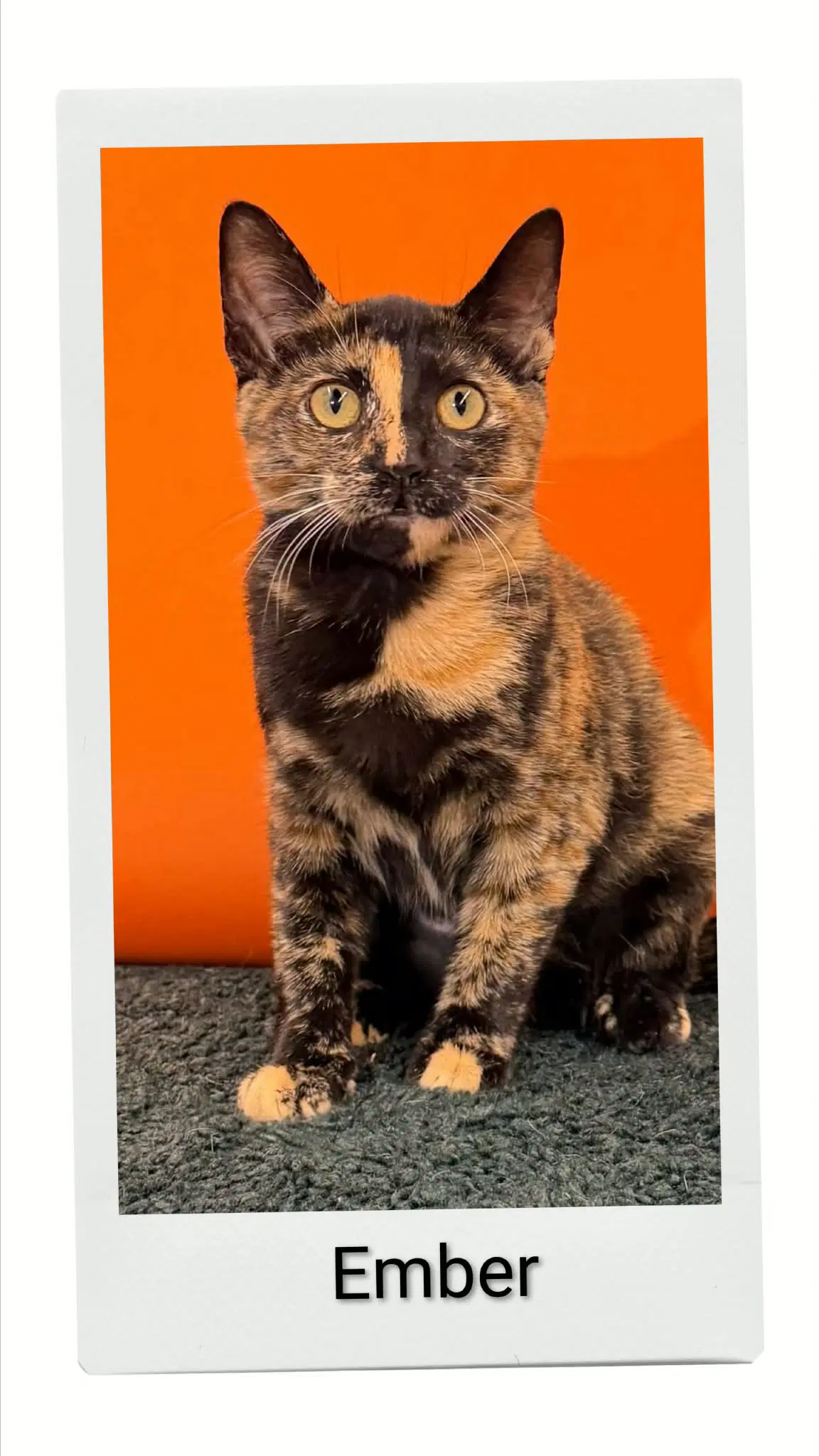 Ember - Domestic Short Hair