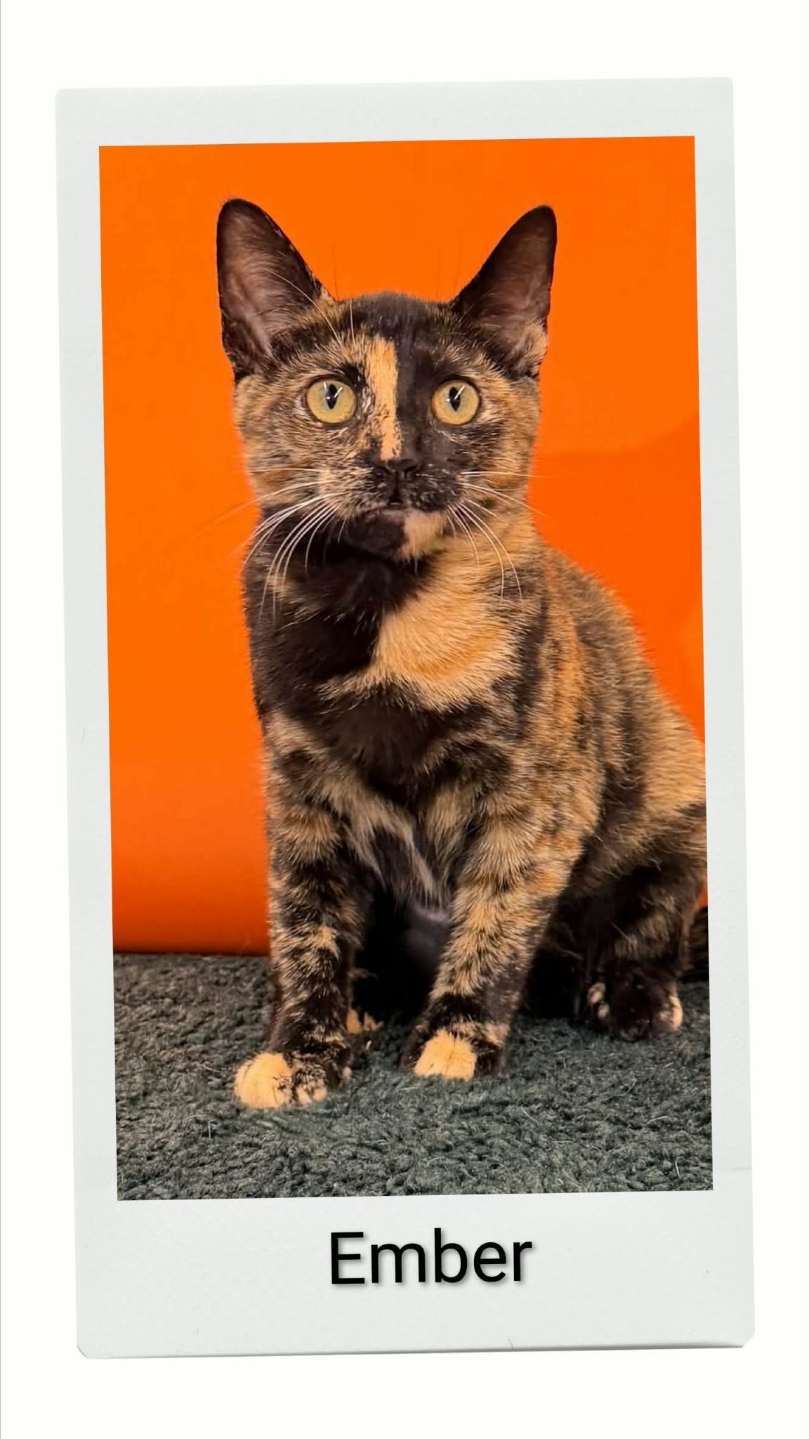 Ember
