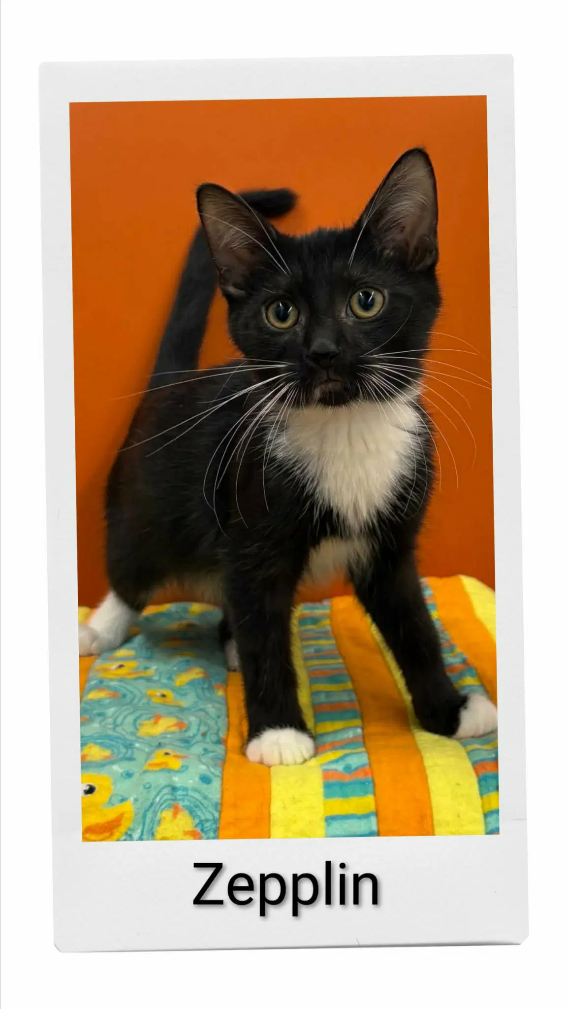 Zepplin - Domestic Short Hair